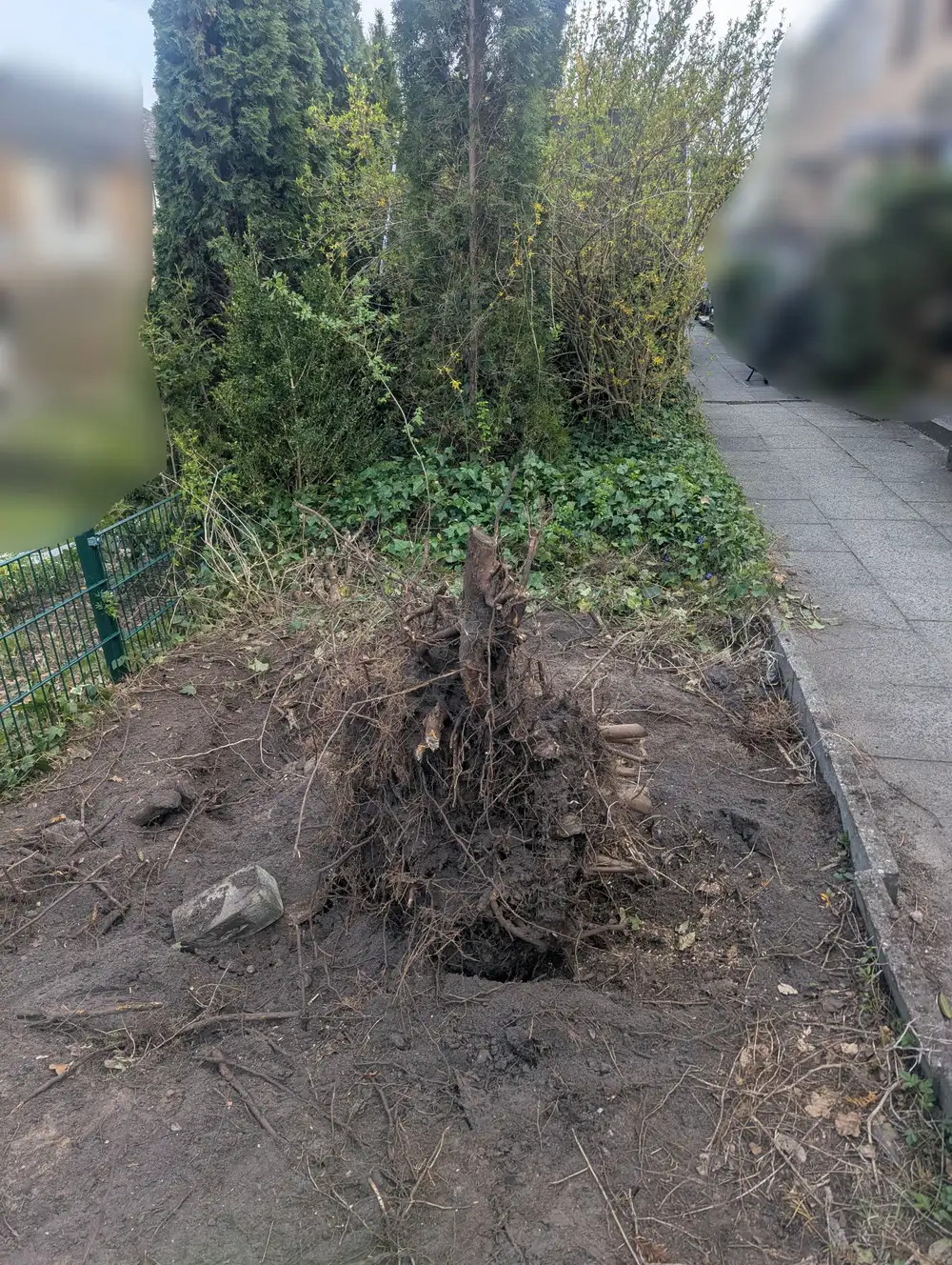The yew tree's root system after digging it out